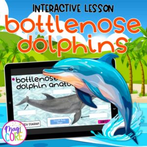 Dolphins Interactive Lesson Digital Activity Ocean Animals Life Cycle Habitat